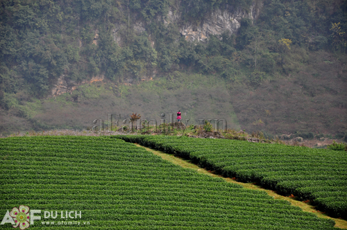 tren-nhung-doi-che-xanh-bat-ngat-moc-chau-10