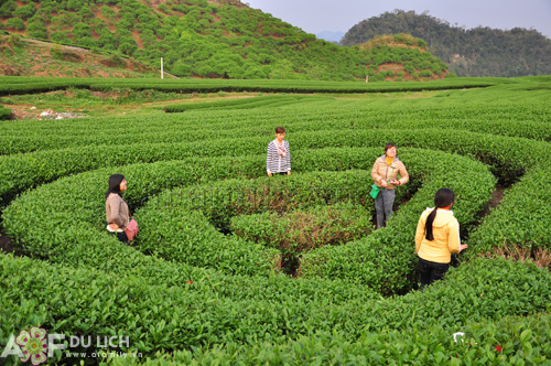 tren-nhung-doi-che-xanh-bat-ngat-moc-chau-5