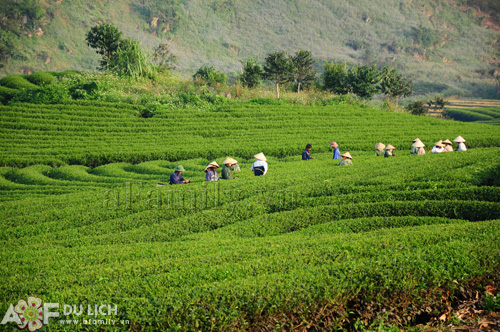 tren-nhung-doi-che-xanh-bat-ngat-moc-chau-6