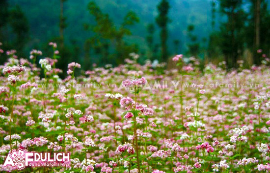 tuyet-dep-cao-nguyen-da-ha-giang-mua-tam-giac-mach-7