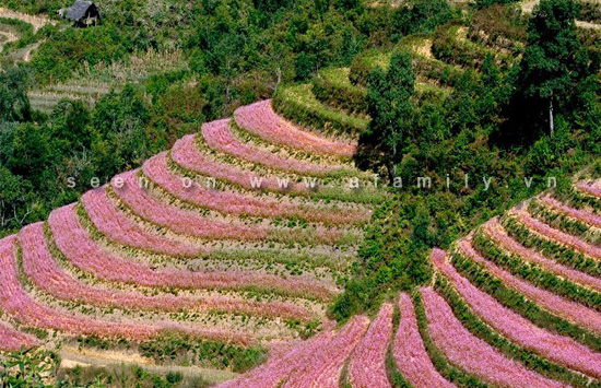 tuyet-dep-cao-nguyen-da-ha-giang-mua-tam-giac-mach-9