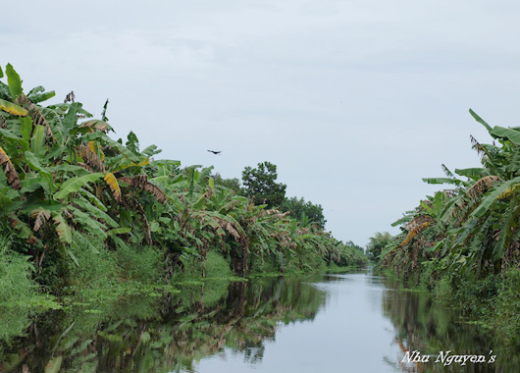 ve-hau-giang-tham-run-ca-lung-ngoc-hoang-11