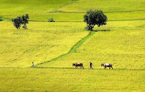 ve-hau-giang-tham-run-ca-lung-ngoc-hoang-2