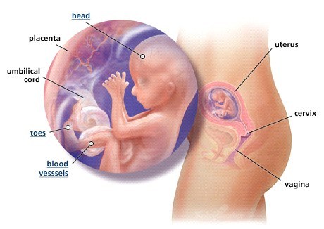 Giúp bạn 9 điều mà thai nhi sợ nhất khi còn nằm trong “túi ối” các mẹ cần tránh ngay!