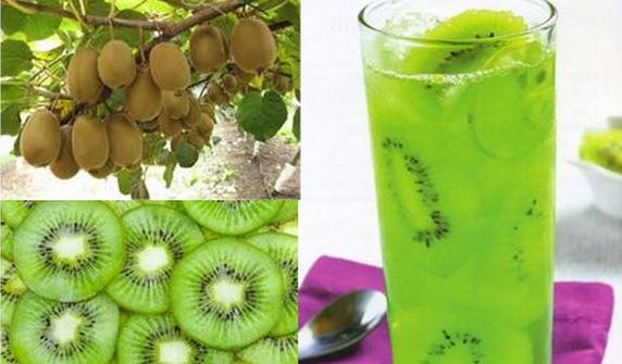 Giúp bạn Trồng kiwi trong chậu: Không những mát nhà mà còn sướng miệng