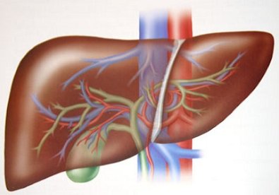 Giúp bạn Bệnh thường gặp ở gan và cách chăm sóc gan khỏe mạnh