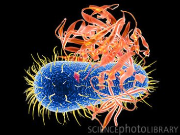 Giúp bạn Cách đề phòng nhiễm khuẩn E.Coli cho trẻ và mẹ