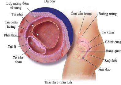 Giúp bạn Cận cảnh quá trình thụ thai và hình thành em bé