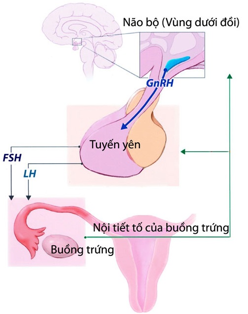 Giúp bạn Chu kỳ kinh nguyệt và những điều cần biết