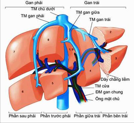 Giúp bạn Có ai biết Thông tin về việc lây truyền bệnh viêm gan B không???