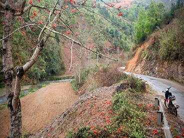 Giúp bạn Đẹp dịu dàng mùa hoa gạo trên cao nguyên đá