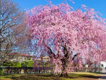 Giúp bạn Đẹp tuyệt trần hoa anh đào bung nở