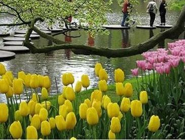 Giúp bạn Hướng dẫn những điều cần chú ý khi ngắm hoa ở Keukenhof