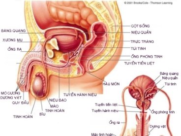 Giúp bạn Hướng dẫn tìm hiểu cấu tạo cơ quan sinh dục nam