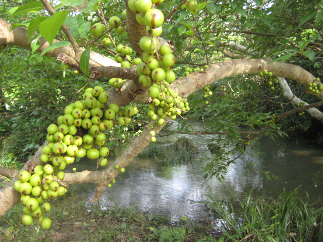 Giúp bạn Chữa nhức đầu từ nhựa cây sung