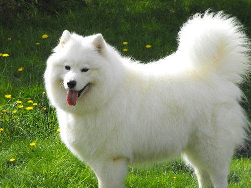 Giúp bạn Chó Samoyed có dễ nuôi không?