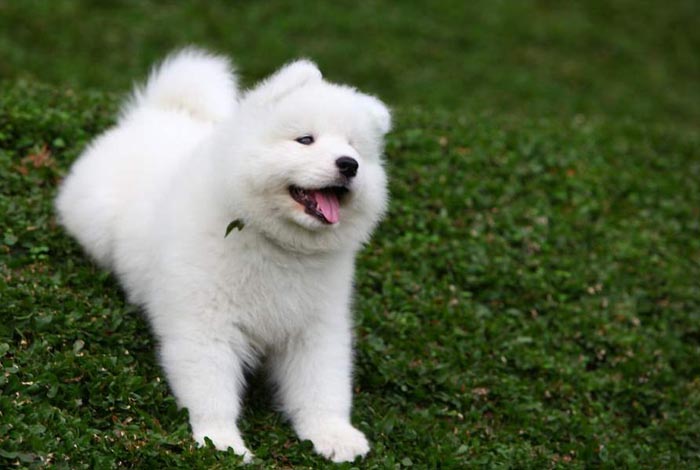 Giúp bạn Cách huấn luyện chó Samoyed cực hiệu quả