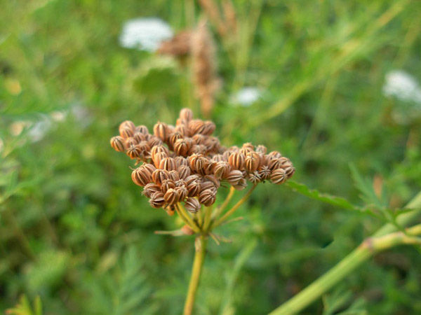 Giúp bạn Cây xà sàng - Thuốc tốt cho mọi nhà