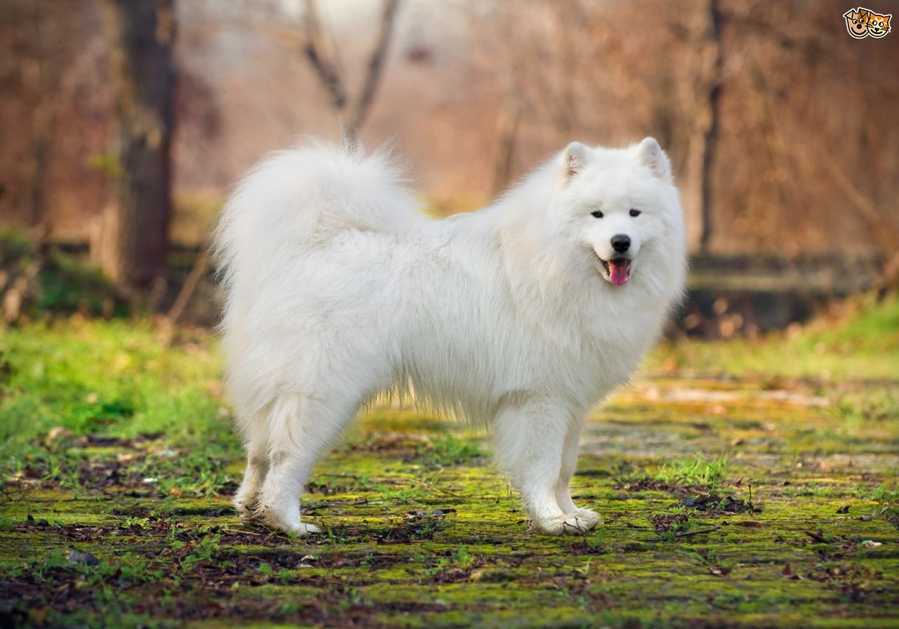 Giúp bạn Cách chăm sóc bộ lông chó Samoyed dễ dàng nhất 