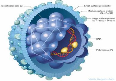 Giúp bạn Nhiều người mang virus viêm gan mà không biết