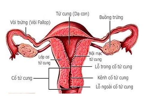 Giúp bạn Những nguyên nhân nào làm chúng ta khó có con?