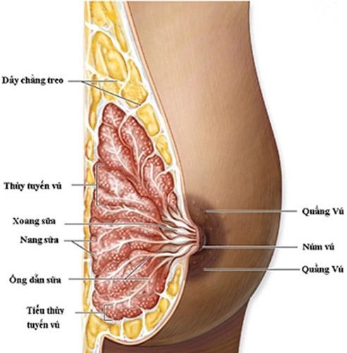 Giúp bạn Những suy nghĩ sai lầm thường mắc về ung thư vú?