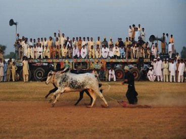 Giúp bạn Truyền thống đua bò như lướt ván ở Pakistan