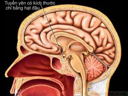 Giúp bạn Wanbi Tuấn Anh mắc căn bệnh triệu người mắc một giải mã như thế nào?