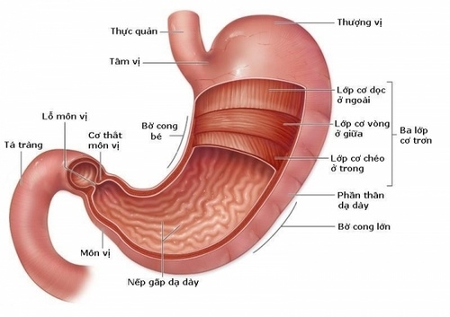 Giúp bạn Bệnh loét dạ dày, tá tràng