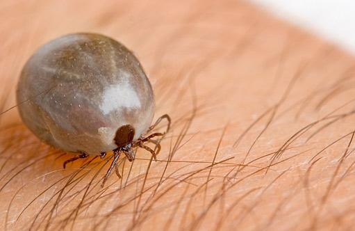 Giúp bạn Bệnh Lyme