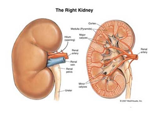 Giúp bạn Bệnh thận ứ mủ