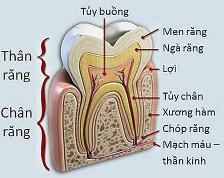 Giúp bạn Bệnh tủy răng