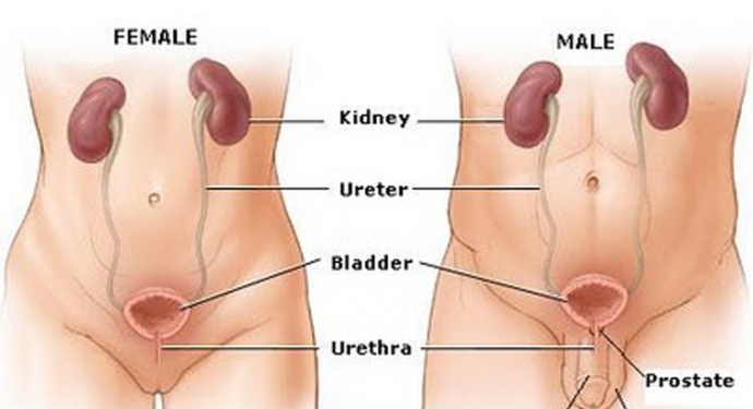 Giúp bạn Các triệu chứng và chẩn đoán bệnh ung thư bàng quang