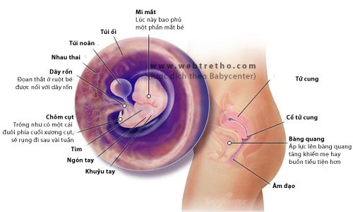 Giúp bạn Cần làm gì để có thai lại sau khi bị thai chết lưu?