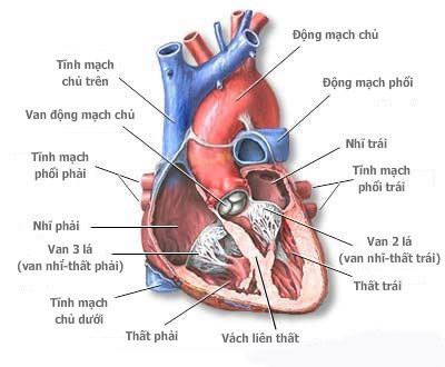 Giúp bạn Khi nào nên thay van tim mới?