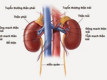 Giúp bạn Nguyên nhân gây viêm cầu thận cấp