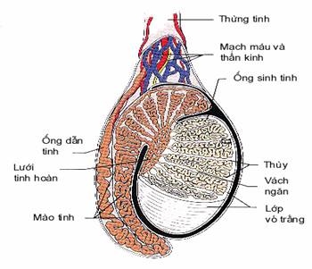 Giúp bạn Nguyên nhân, triệu chứng viêm tinh hoàn