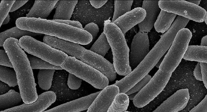 Giúp bạn Nhiễm Escherichia coli