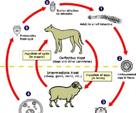 Giúp bạn Nhiễm sán dây nhỏ Echinococcus