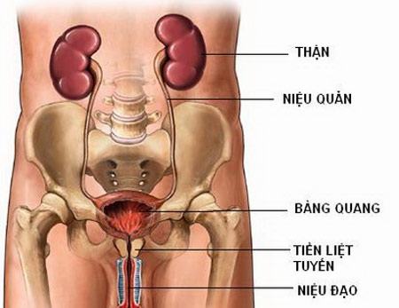 Giúp bạn Nhiễm trùng đường tiết niệu