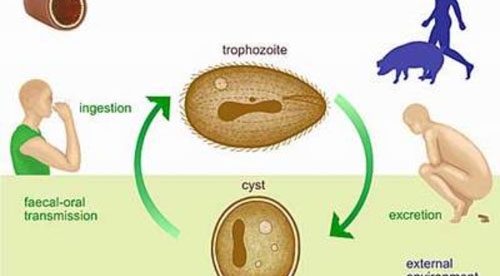 Giúp bạn Nhiễm trùng lông Balantidium