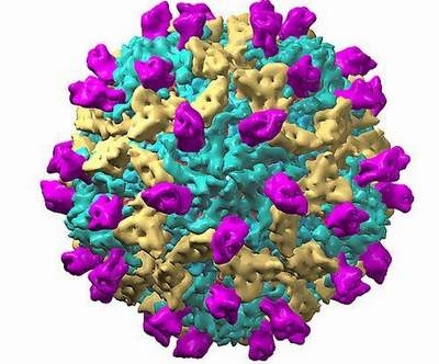 Giúp bạn Nhiễm virus Coxsackie