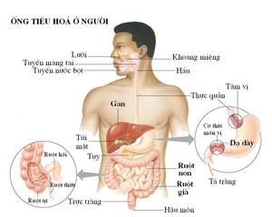 Giúp bạn Polyp ống tiêu hóa