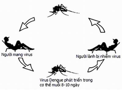 Giúp bạn Sốt xuất huyết: Biểu hiện và điều trị bệnh