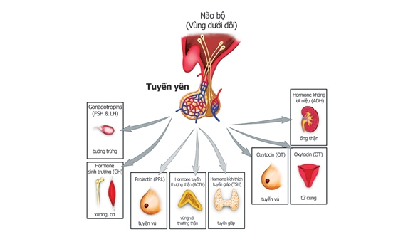 Giúp bạn Suy tuyến yên: Phòng ngừa, điều trị