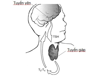 Giúp bạn Thông tin về Bệnh tuyến giáp