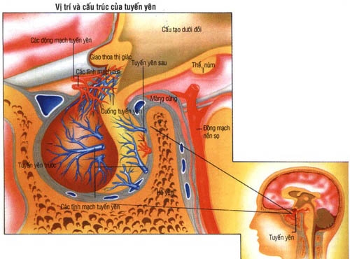 Giúp bạn Triệu chứng của bệnh suy tuyến yên