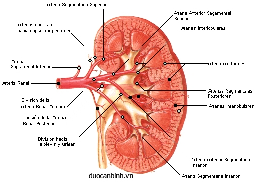 Giúp bạn Triệu chứng viêm đài bể thận