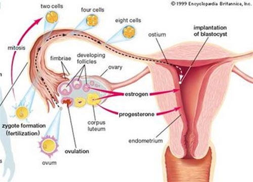 Giúp bạn Viêm buồng trứng